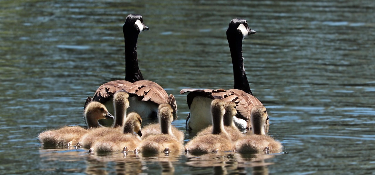 Striving but not thriving: Reflections on the multiple challenges facing many UK families on the UN Day of Families